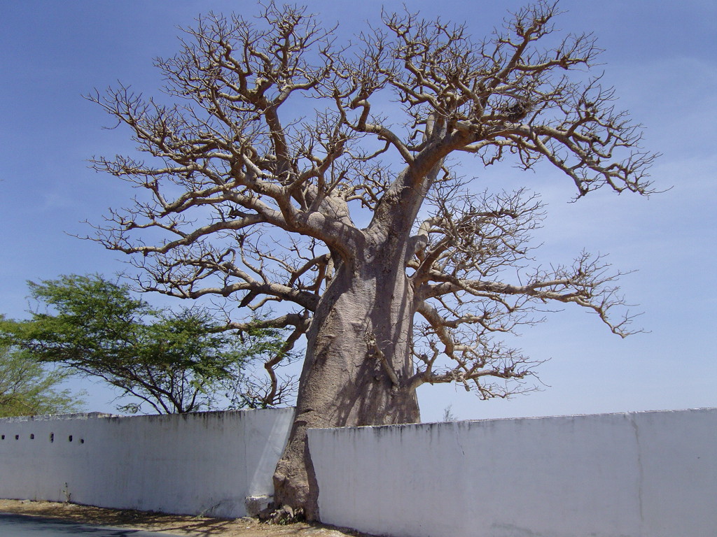 2008 02 23 Sénégal 128
