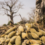 Superfruit Baobab - Brice Valentin Gbaguidi