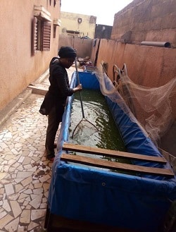 Maraichage pisciculture hors sol Sana dite Wony Tieminta Bac pisci site