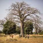 Superfruit Baobab - Brice Valentin Gbaguidi