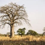 Superfruit Baobab - Brice Valentin Gbaguidi