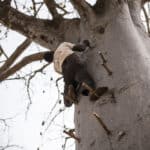 Superfruit Baobab - Brice Valentin Gbaguidi