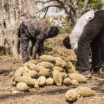 Superfruit Baobab - Brice Valentin Gbaguidi